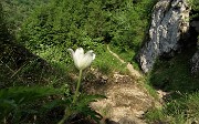 72 Pulsatilla alpina sul ripido sentiero di discesa.